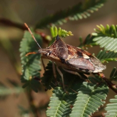 Oechalia schellenbergii (Spined Predatory Shield Bug) at O'Connor, ACT - 4 Mar 2023 by ConBoekel