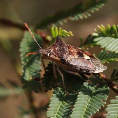 Oechalia schellenbergii (Spined Predatory Shield Bug) at O'Connor, ACT - 4 Mar 2023 by ConBoekel