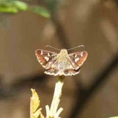 Dispar compacta (Barred Skipper) at O'Connor, ACT - 5 Mar 2023 by ConBoekel