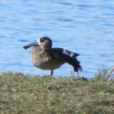 Malacorhynchus membranaceus (Pink-eared Duck) at Fyshwick Sewerage Treatment Plant - 6 May 2023 by Christine