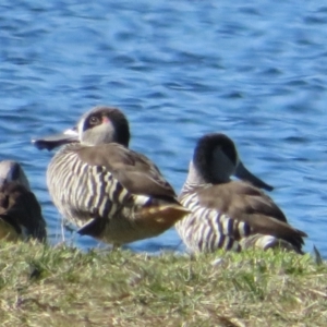 Malacorhynchus membranaceus at Fyshwick, ACT - 6 May 2023