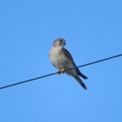 Falco cenchroides (Nankeen Kestrel) at Fyshwick Sewerage Treatment Plant - 6 May 2023 by Christine