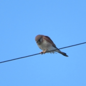 Falco cenchroides at Fyshwick, ACT - 6 May 2023