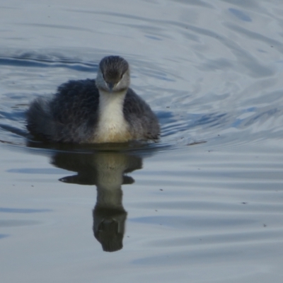 Poliocephalus poliocephalus (Hoary-headed Grebe) at Fyshwick, ACT - 6 May 2023 by Christine