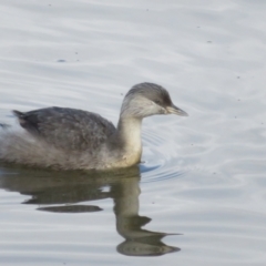 Poliocephalus poliocephalus at Fyshwick, ACT - 6 May 2023