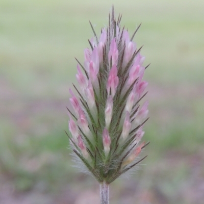 Trifolium angustifolium (Narrowleaf Clover) at Point Hut Pond - 12 Nov 2022 by michaelb