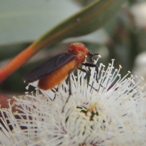 Bibio imitator at Gordon, ACT - 12 Nov 2022 06:27 PM