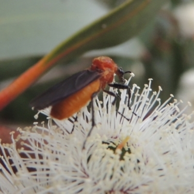 Bibio imitator (Garden maggot) at Point Hut Pond - 12 Nov 2022 by michaelb