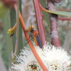 Bibio imitator at Gordon, ACT - 12 Nov 2022 06:27 PM