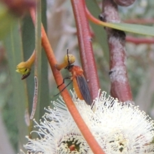 Bibio imitator at Gordon, ACT - 12 Nov 2022 06:27 PM