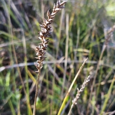 Carex appressa (Tall Sedge) at The Pinnacle - 9 May 2023 by sangio7