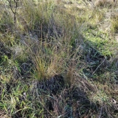 Carex appressa at Weetangera, ACT - 9 May 2023 11:15 AM