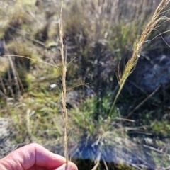 Austrostipa sp. (A Corkscrew Grass) at The Pinnacle - 8 May 2023 by sangio7