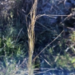 Austrostipa sp. at Weetangera, ACT - 9 May 2023