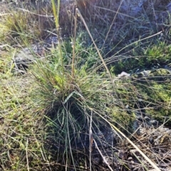 Austrostipa sp. at Weetangera, ACT - 9 May 2023 09:57 AM