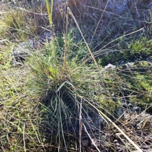 Austrostipa sp. at Weetangera, ACT - 9 May 2023 09:57 AM