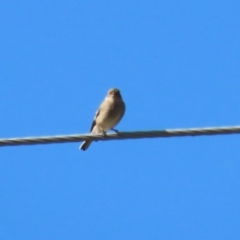 Petroica phoenicea at Paddys River, ACT - 9 May 2023