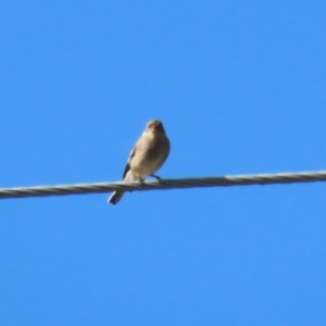 Petroica phoenicea at Paddys River, ACT - 9 May 2023 12:47 PM