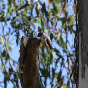 Daphoenositta chrysoptera at Paddys River, ACT - 9 May 2023 01:45 PM