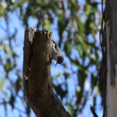 Daphoenositta chrysoptera at Paddys River, ACT - 9 May 2023 01:45 PM