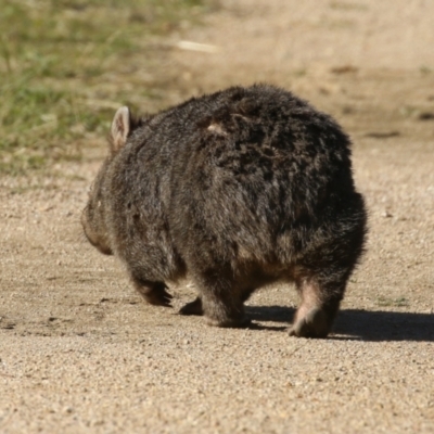 Vombatus ursinus (Common wombat, Bare-nosed Wombat) at Namadgi National Park - 9 May 2023 by RodDeb