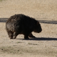 Vombatus ursinus at Paddys River, ACT - 9 May 2023