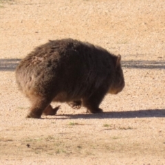 Vombatus ursinus at Paddys River, ACT - 9 May 2023