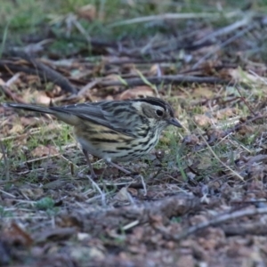 Pyrrholaemus sagittatus at Paddys River, ACT - 9 May 2023