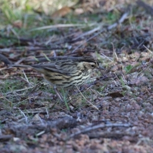 Pyrrholaemus sagittatus at Paddys River, ACT - 9 May 2023