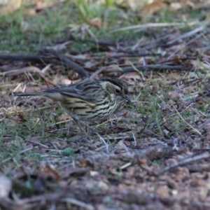 Pyrrholaemus sagittatus at Paddys River, ACT - 9 May 2023