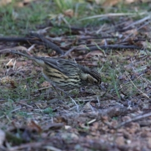 Pyrrholaemus sagittatus at Paddys River, ACT - 9 May 2023