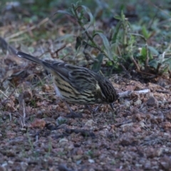 Pyrrholaemus sagittatus at Paddys River, ACT - 9 May 2023