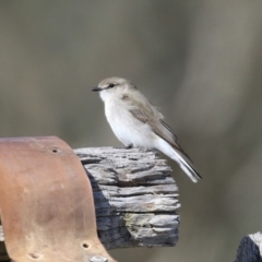 Microeca fascinans (Jacky Winter) at Tharwa, ACT - 9 May 2023 by RodDeb