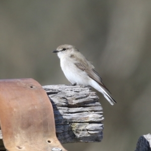 Microeca fascinans at Paddys River, ACT - 9 May 2023 12:42 PM