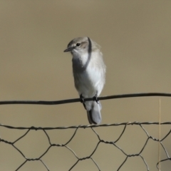 Microeca fascinans at Paddys River, ACT - 9 May 2023