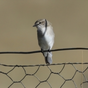 Microeca fascinans at Paddys River, ACT - 9 May 2023 12:42 PM