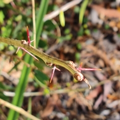 Gleditsia triacanthos (Honey Locust, Thorny Locust) at Phillip, ACT - 10 May 2023 by Mike