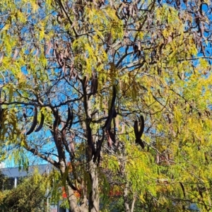 Gleditsia triacanthos at Phillip, ACT - 10 May 2023 11:41 AM