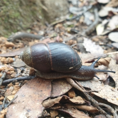 Caryodes dufresnii (Walnut Snail) at Wellington Park, TAS - 24 Apr 2023 by Detritivore