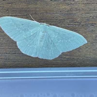 Prasinocyma undescribed species MoV1 (An Emerald moth) at Canberra, ACT - 9 May 2023 by CarolQW