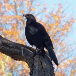 Corcorax melanorhamphos at Downer, ACT - 10 May 2023