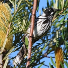 Phylidonyris novaehollandiae (New Holland Honeyeater) at Wodonga, VIC - 10 May 2023 by KylieWaldon