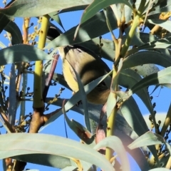 Acanthiza nana (Yellow Thornbill) at Wodonga, VIC - 10 May 2023 by KylieWaldon