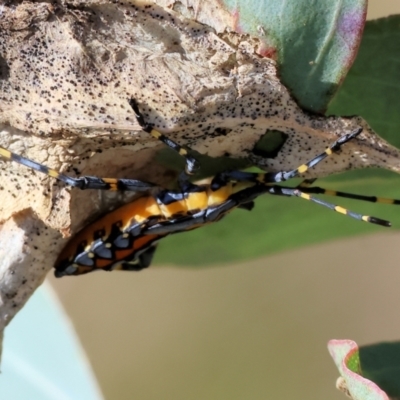 Amorbus alternatus (Eucalyptus Tip Bug) at Wodonga, VIC - 10 May 2023 by KylieWaldon