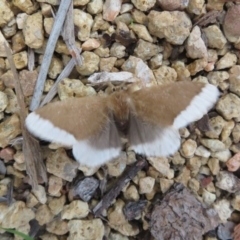 Euproctis baliolalis (Browntail Gum Moth) at ANBG - 9 May 2023 by Christine