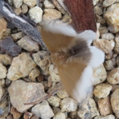 Euproctis baliolalis at Acton, ACT - 9 May 2023