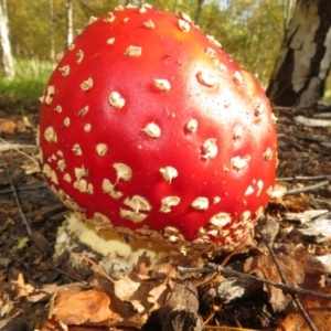 Amanita muscaria at Molonglo Valley, ACT - 6 May 2023