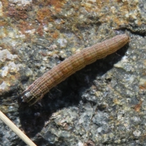 Hadeninae sp. (subfamily) at Molonglo Valley, ACT - 6 May 2023