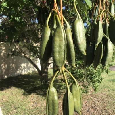 Brachychiton acerifolius (Illawarra Flame Tree) at Evans Head, NSW - 10 May 2023 by AliClaw