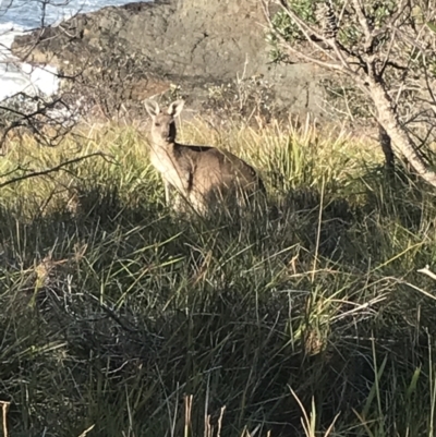 Macropus giganteus (Eastern Grey Kangaroo) at Evans Head, NSW - 10 May 2023 by AliClaw